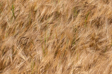 Fototapeta premium a close-up with yellowed barley ears