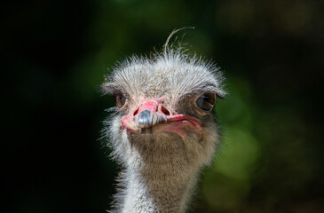 a close-up of an ostrich's head