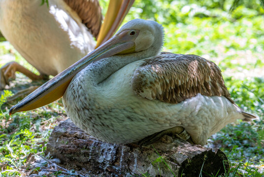 A Close-up With A Pelican Chick Standing In The Shade