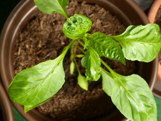 Paprika Pflanze von oben Draufsicht 2