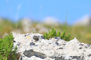 Green aromatic plant growing on rocky ground. Spice thyme. Relaxing place.