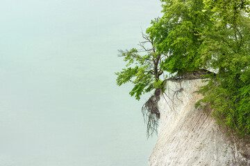 Blick auf die Kreidefelsen mit grünen Laubbäumen an der Ostsee im Nationalpark Jasmund, Insel...