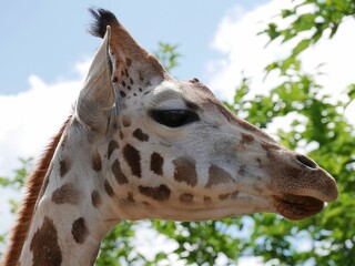 tête de profil d'une girafe sur fond de ciel et de feuilles d'arbre