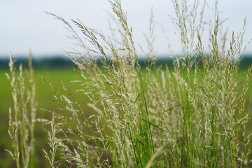grass and sky