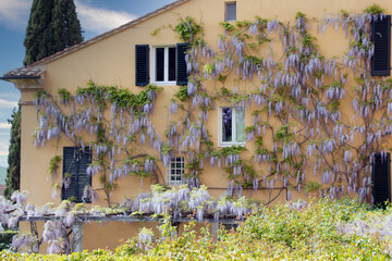 Wisteria in full bloom on wall