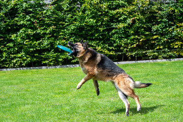 German Shepherd, mid-flight, catching a blue frisbee