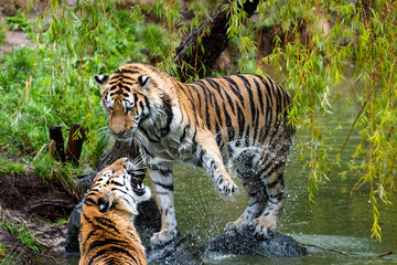 Two tigers playfighting at the edge of a pond (Beekse Bergen)