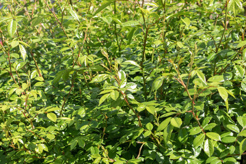 Green young rose leaves. Natural leafy background. real photo