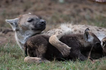 Fotobehang Female hyena caring for her cubs (Beekse Bergen) © Mathias