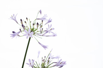 Fototapeta premium 満開のアガパンサス