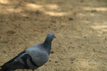 one-legged crippled pigeon was foraging on worms and insects on the green grass during the hot,...