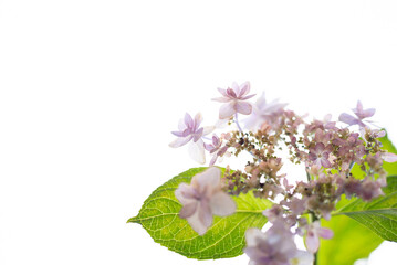 満開の額アジサイ