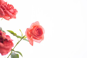 満開のバラの花