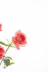 Fototapeta premium 満開のバラの花