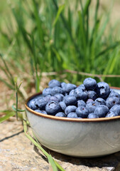 Blueberry close up photo. Fresh organic berries in a bowl. Summer fruit still life photo. 