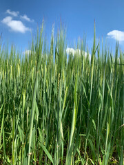 Green ears against the blue sky. Close-up