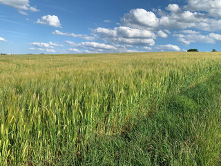 Green ears against the blue sky. Close-up