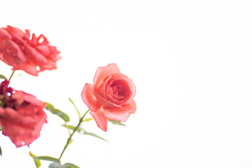 満開のバラの花