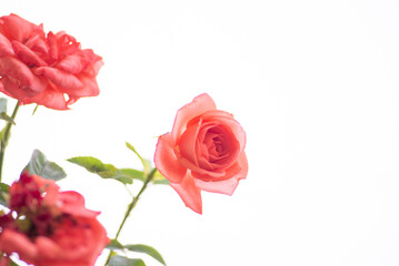 満開のバラの花
