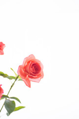 満開のバラの花