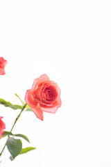 満開のバラの花