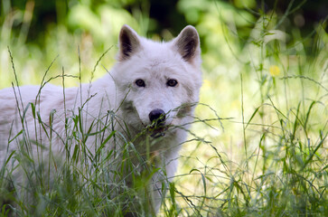 Obraz premium Arctic wolf isolated looking at me.