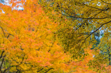奈良談山神社の紅葉