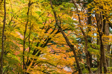奈良談山神社の紅葉