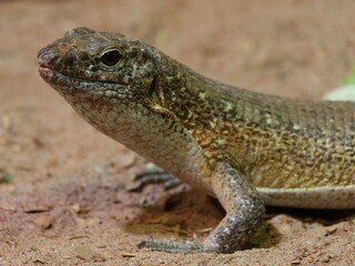 Tête et avant du corps d'un lézard brun tacheté sur fond de sol en terre