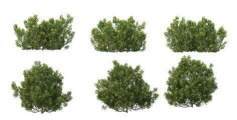 Obraz premium Bushes on a white background
