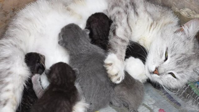 Mom cat next to kittens. Little newborn kittens with closed eyes. Blind kittens with mother on the first day of life. Close up domestic animal