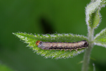 A caterpillar of the  twin-spotted Quaker moth (Anorthoa munda)