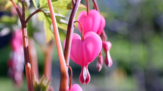 Pink flower of Dicentra spectabilis or bleeding heart