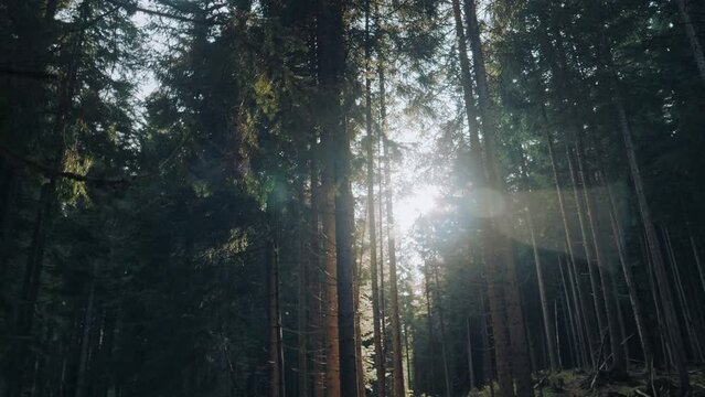 Amazing view of the untouched spruce forest in the mountains. The morning sun is making flares. Fresh air, no people, just nature.