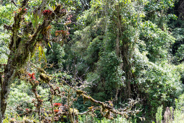bosque nativo de los andes ecuatorianos  - obrazy, fototapety, plakaty