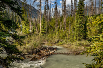 Tokkum Creek in the canyon Kootenay National Park British Columbia Canada