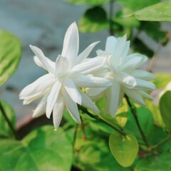 Fototapeta premium jasmine flowers