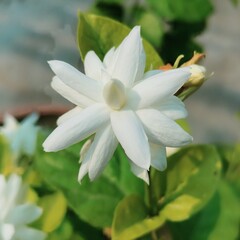 Fototapeta premium white and yellow flower