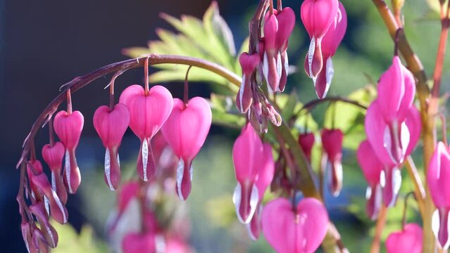 Pink flower of Dicentra spectabilis or bleeding heart