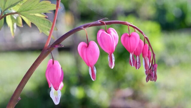 Pink flower of Dicentra spectabilis or bleeding heart