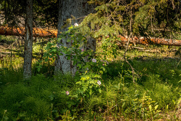 Wild flowers Kootenay River Kootenay National Park British Columbia Canada