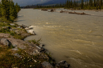 Wild flowers in bloom beside Simpson River Kootenay National Park British Columbia Canada