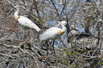 Löffler // Eurasian spoonbill (Platalea leucorodia) - Griechenland // Greece