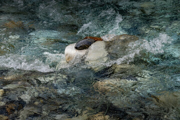 Tokkum Creek rolls on Kootenay National Park British Columbia Canada