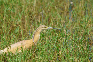 Squacco Heron (Ardeola ralloides) in its natural habitat