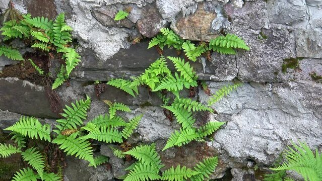 Close up of old stone wall with wild fern, Polypodiopsida or Polypodiophyta.