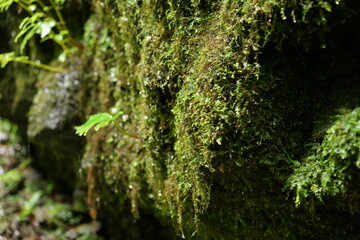 green moss on tree
