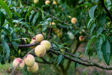 Flowered peach tree, peach blossom, peach plantation