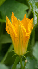 Calabacín en huerta