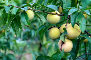 Flowered peach tree, peach blossom, peach plantation